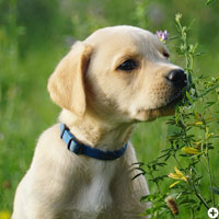 Balou of Enchanted Garden © Working Golden Retriever of Enchanted Garden