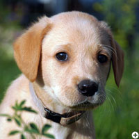 Brave Heart of Enchanted Garden © Working Golden Retriever of Enchanted Garden