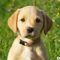 Buddy of Enchanted Garden © Working Golden Retriever of Enchanted Garden