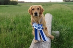 07.06.2014 - Obedience Klasse 2. - 1. Platz