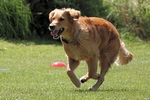 Bundessiegerprüfung, Obedience Klasse 2, 3. Platz "vorzüglich"