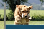 Bundessiegerprüfung, Obedience Klasse 2, 3. Platz "vorzüglich"