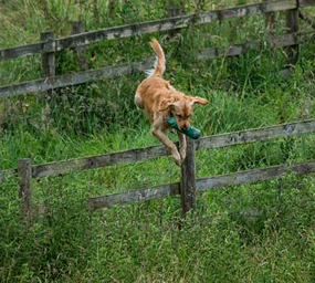© Working Golden Retriever of Enchanted Garden