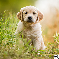 © Working Golden Retriever of Enchanted Garden
