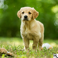 © Working Golden Retriever of Enchanted Garden