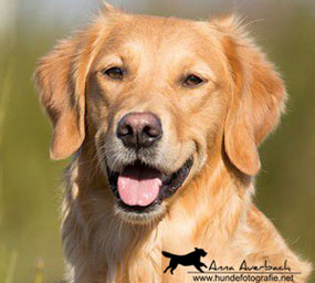 © Working Golden Retriever of Enchanted Garden