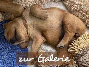 Galerie