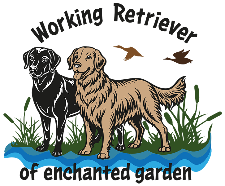 © Working Golden Retriever of Enchanted Garden