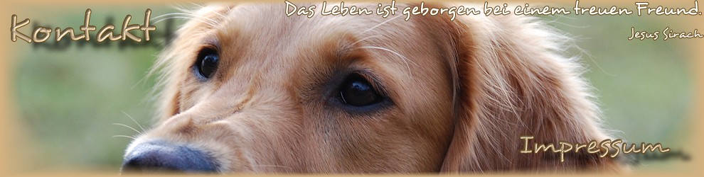 © Working Golden Retriever of Enchanted Garden